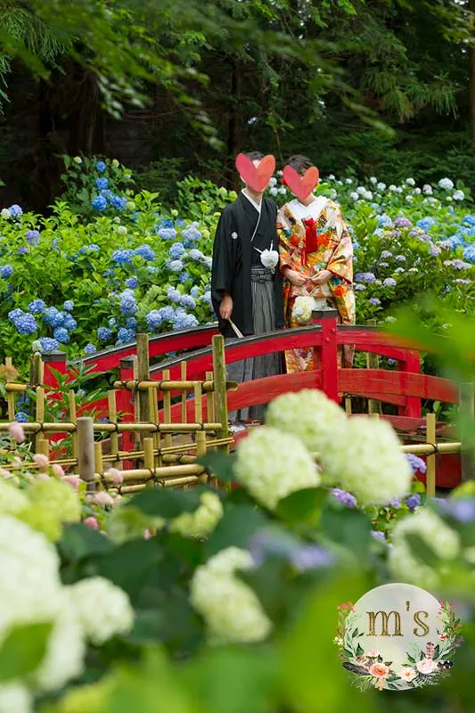 松本城と紫陽花のお寺にて前撮り