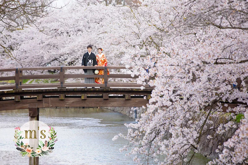 桜の松本城で