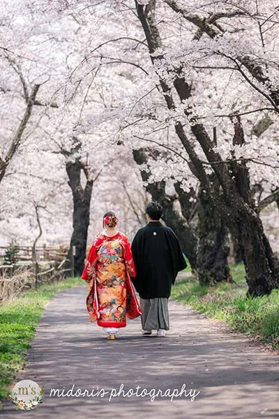 松本城とアルプス公園での桜撮影