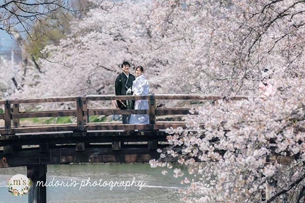 松本城とアルプス公園での桜撮影